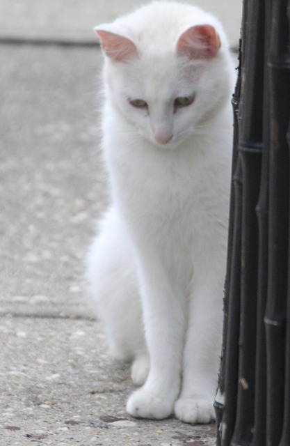Free download cat white cat standing kitten free picture to be edited with GIMP free online image editor