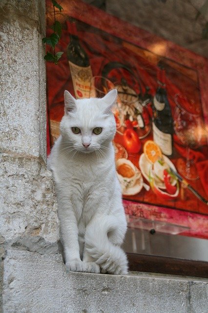 Скачать бесплатно Cat White France - бесплатное фото или изображение для редактирования с помощью онлайн-редактора изображений GIMP