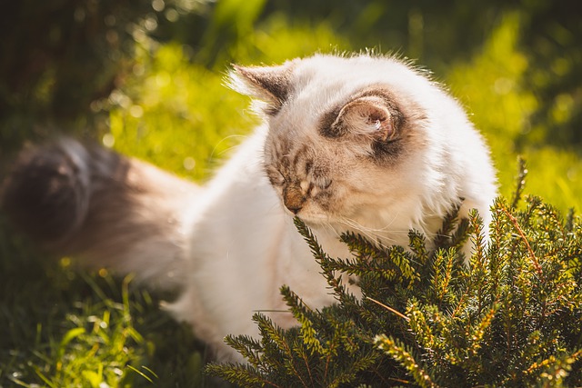 قم بتنزيل صورة مجانية من Cat White Grey في الهواء الطلق في الصيف ليتم تحريرها باستخدام محرر الصور المجاني عبر الإنترنت من GIMP