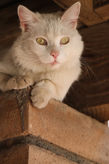 Téléchargement gratuit d'une image gratuite de chat chaton blanc animal de compagnie à modifier avec l'éditeur d'images en ligne gratuit GIMP