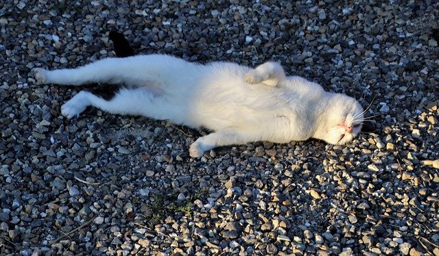 Free download cat white lies laziness stones free picture to be edited with GIMP free online image editor