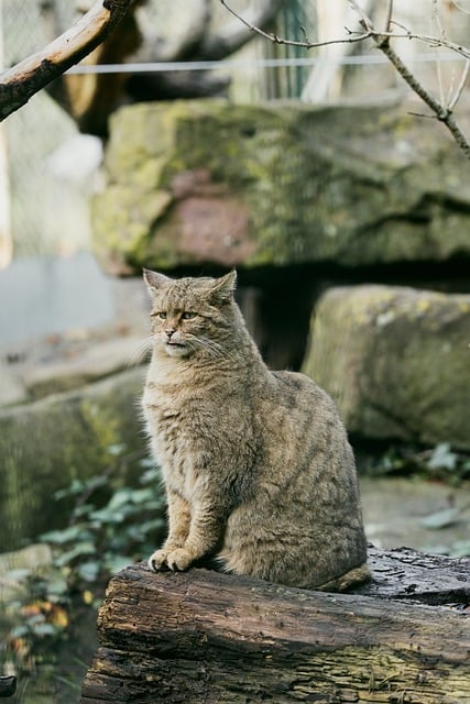 Free download cat wild cat nature wildlife park free picture to be edited with GIMP free online image editor