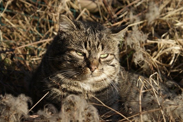 Muat turun percuma Cat Wild Rest - foto atau gambar percuma untuk diedit dengan editor imej dalam talian GIMP