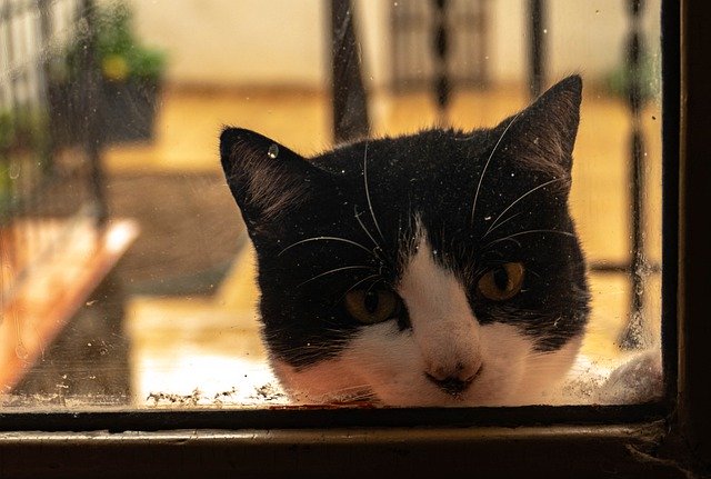 Unduh gratis Cat Window Animals - foto atau gambar gratis untuk diedit dengan editor gambar online GIMP