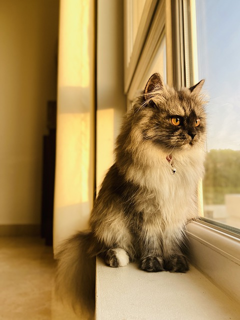 הורדה חינם cat window by the window cat bell תמונה בחינם לעריכה עם עורך תמונות מקוון בחינם של GIMP