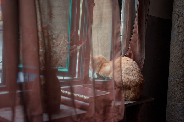 Free download cat window by the window curious free picture to be edited with GIMP free online image editor