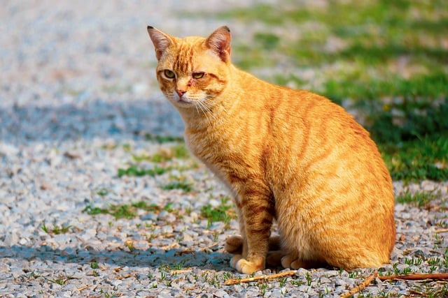 Free download cat wounded eyes blond mammal free picture to be edited with GIMP free online image editor
