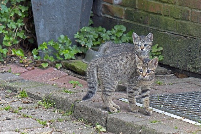 Free download Cat Young Cats Kitten Domestic -  free photo or picture to be edited with GIMP online image editor