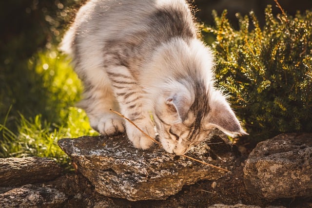 Free download cat young cub outdoors garden free picture to be edited with GIMP free online image editor