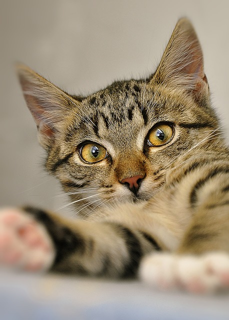 Бесплатно скачать кот молодой кот скумбрия бесплатно изображение для редактирования с помощью бесплатного онлайн-редактора изображений GIMP