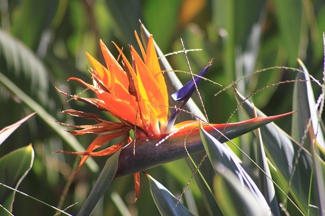 Free download Caudata Bird Of Paradise Flower -  free photo or picture to be edited with GIMP online image editor