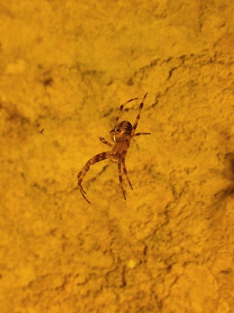 تنزيل مجاني Cave Spider - صورة مجانية أو صورة لتحريرها باستخدام محرر الصور عبر الإنترنت GIMP