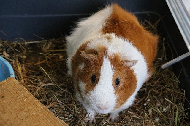 Free download Cavy Animal Domestic -  free photo or picture to be edited with GIMP online image editor