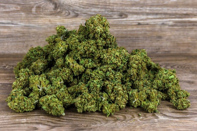 Scarica gratuitamente l'immagine gratuita di fiori di canapa marijuana cannabis cbd da modificare con l'editor di immagini online gratuito GIMP