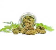 Free download CBD Flower Blog free photo or picture to be edited with GIMP online image editor