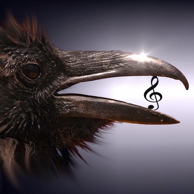 Free download cd cover bird clef surreal magic free picture to be edited with GIMP free online image editor