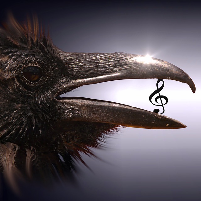Free download cd cover bird clef surreal magic free picture to be edited with GIMP free online image editor