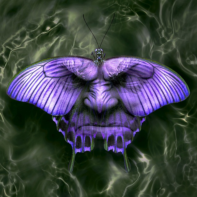 Free graphic cd cover fantasy butterfly face to be edited by GIMP free image editor by OffiDocs