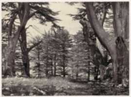 Free download Cedars of Lebanon free photo or picture to be edited with GIMP online image editor