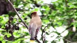 Free download Cedar Waxwing Bird -  free video to be edited with OpenShot online video editor
