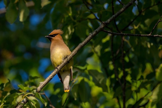 Free download cedar waxwing bird branch waxwing free picture to be edited with GIMP free online image editor