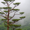 Cedrus tree  screen for extension Chrome web store in OffiDocs Chromium