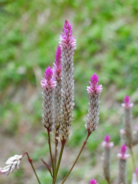 Free download Celosia Argentea Chinese Medicine -  free free photo or picture to be edited with GIMP online image editor
