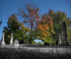 Free download Cemetery Tree free photo or picture to be edited with GIMP online image editor