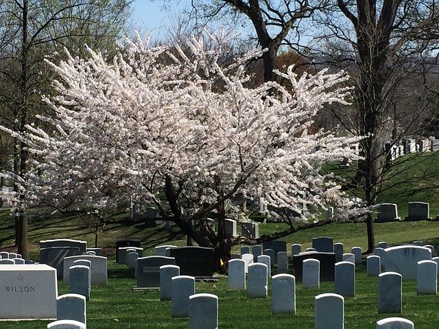 تنزيل Cemetery Tree Nature مجانًا - صورة مجانية أو صورة لتحريرها باستخدام محرر الصور عبر الإنترنت GIMP