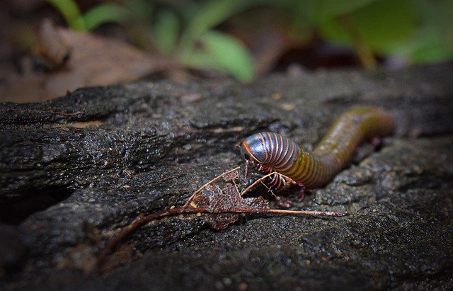 دانلود رایگان Centipede Nature Centipedes - عکس یا تصویر رایگان قابل ویرایش با ویرایشگر تصویر آنلاین GIMP