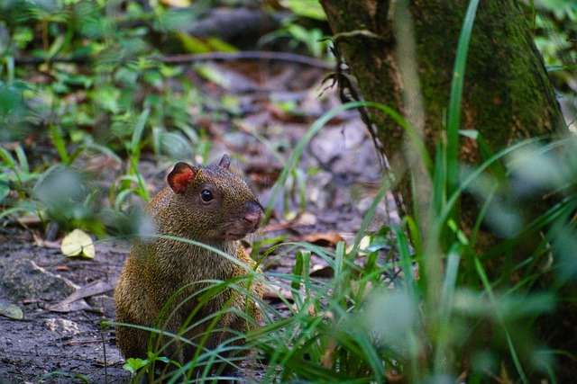 Free download central american agouti animal free picture to be edited with GIMP free online image editor