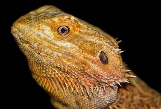 Free download central bearded dragon bearded dragon free picture to be edited with GIMP free online image editor
