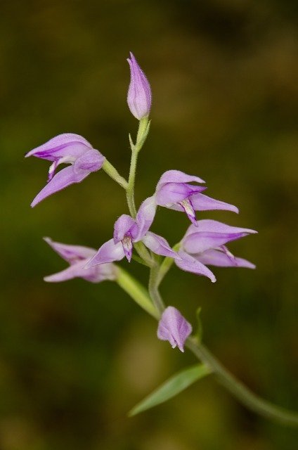 Free download Cephalanthera Helleborine Orchid -  free photo or picture to be edited with GIMP online image editor