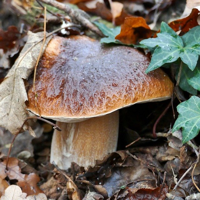 무료 다운로드 Cep Mushroom Rac Noble - 무료 무료 사진 또는 GIMP 온라인 이미지 편집기로 편집할 수 있는 사진