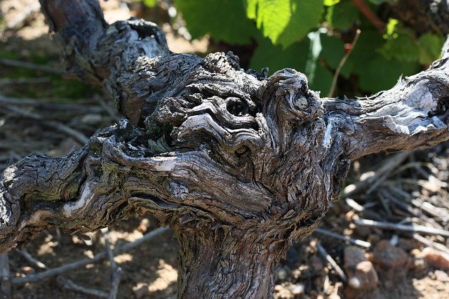Free download Cep Vine Grape -  free photo or picture to be edited with GIMP online image editor