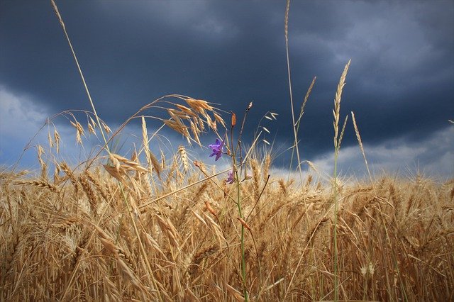 Download grátis Cereal Agriculture Field - foto ou imagem grátis para ser editada com o editor de imagens online GIMP