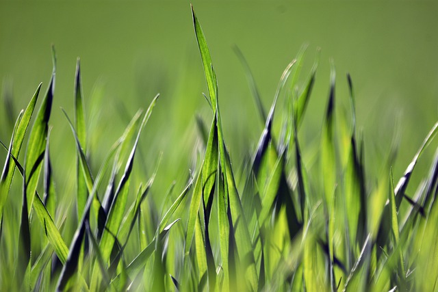 Free download cereal agriculture field green free picture to be edited with GIMP free online image editor