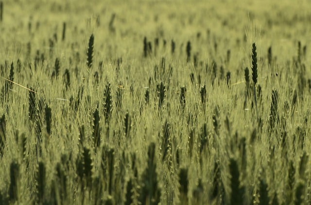 Scarica gratuitamente l'immagine gratuita della coltivazione alimentare del campo di cereali da modificare con l'editor di immagini online gratuito GIMP