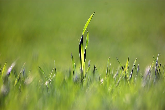 Free download cereal green agriculture village free picture to be edited with GIMP free online image editor