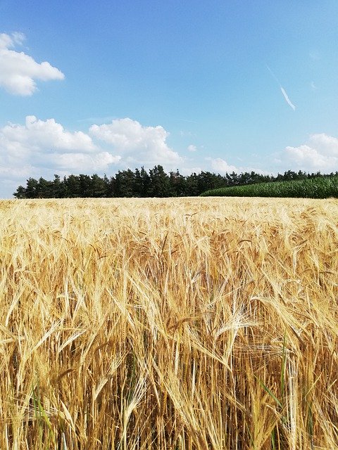 Free download Cereals Barley Field -  free photo or picture to be edited with GIMP online image editor