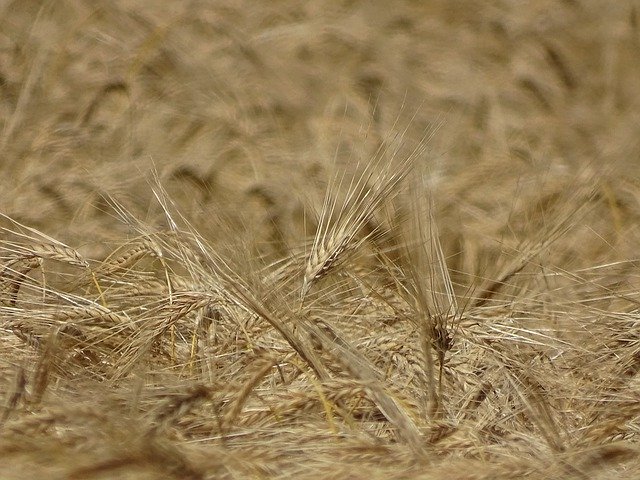 Descărcare gratuită Cereals Field Grain Ripe - fotografie sau imagine gratuită pentru a fi editată cu editorul de imagini online GIMP