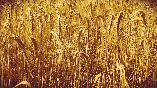 免费下载 Cereals Field Summer - 使用 GIMP 在线图像编辑器编辑的免费照片或图片