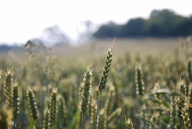 Free download cereal village summer nature grain free picture to be edited with GIMP free online image editor