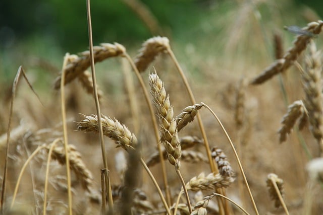 Free download cereal wheat ears of corn field free picture to be edited with GIMP free online image editor