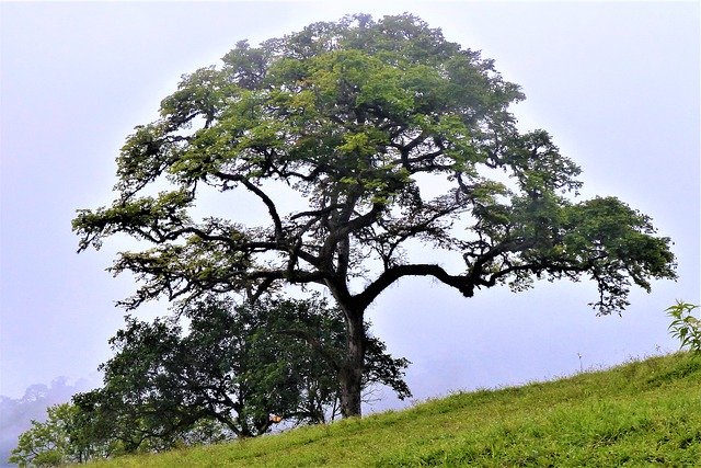 Free picture Cerro Tusa Tree Venice Antioquia -  to be edited by GIMP free image editor by OffiDocs