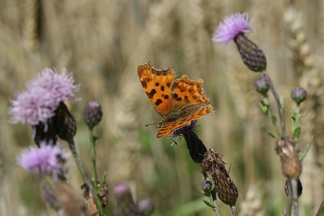 Free download c falter butterfly butterfly free picture to be edited with GIMP free online image editor