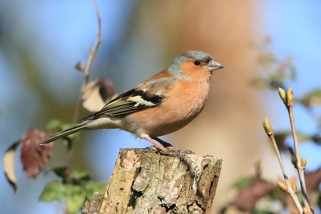 Free download chaffinch bird animal finch free picture to be edited with GIMP free online image editor
