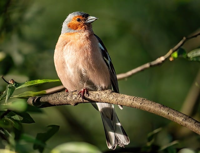 Free download chaffinch bird nature wildlife free picture to be edited with GIMP free online image editor