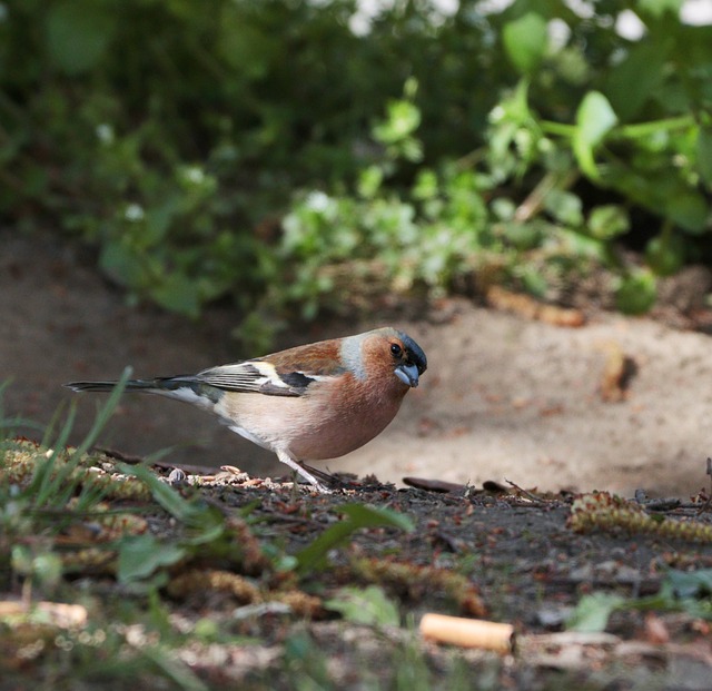 Free download chaffinch bird wildlife free picture to be edited with GIMP free online image editor