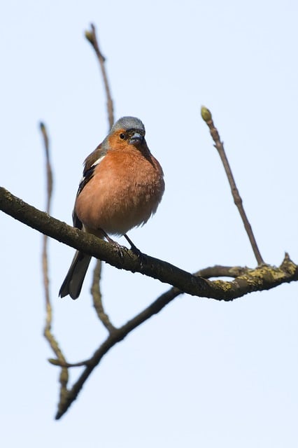 Free download chaffinch finch bird animal free picture to be edited with GIMP free online image editor